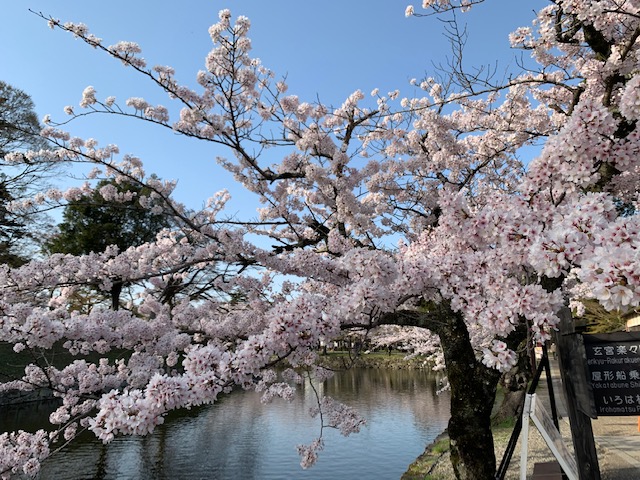 彦根城、桜満開です＼(^o^)／