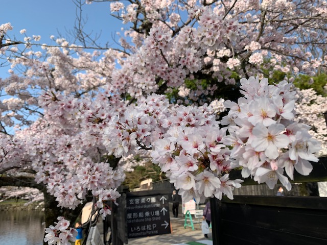 彦根城、桜満開です＼(^o^)／